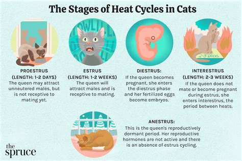 インサイドセールス研修: なぜ猫は電話をかけるのか？